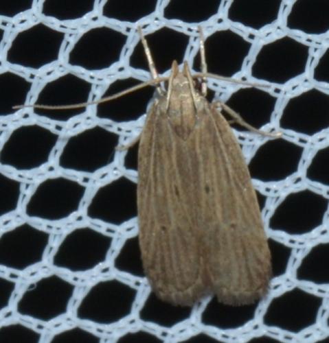 Réf. 197 548 : Helcystogramma lineolella